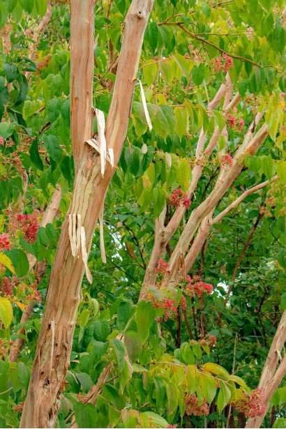 Heptacodium miconioides відшарування кори